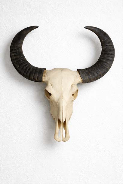 BUFFALO KAFATASI & RENK SERİSİ