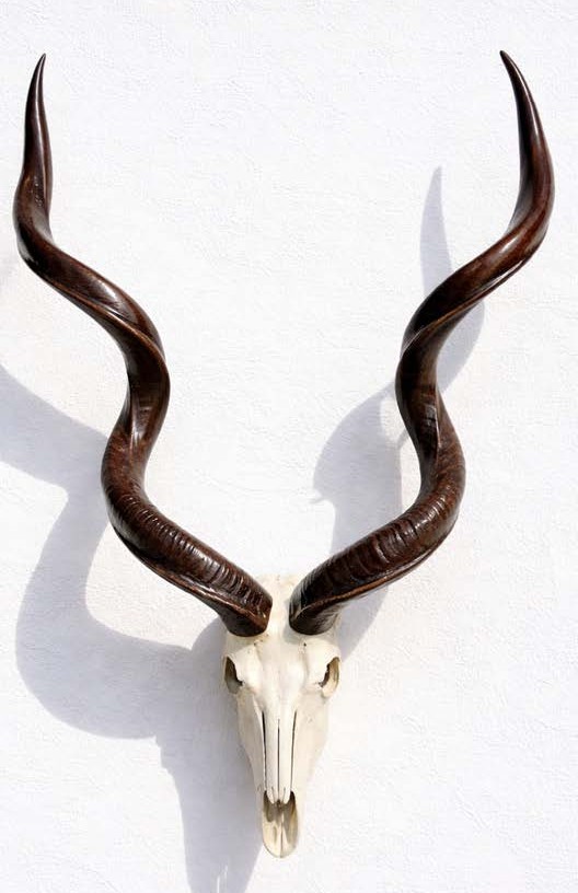 KUDU (ANTİLOP) KAFATASI & RENK SERİSİ